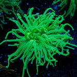 Blue Tipped Green Torch - riptide aquaculture llc