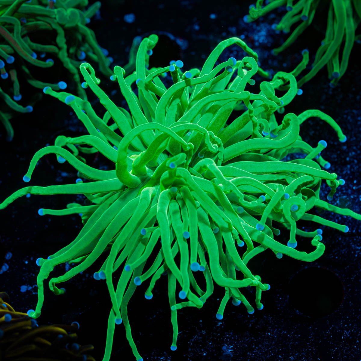 Blue Tipped Green Torch - riptide aquaculture llc