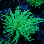 Blue Tipped Green Torch 