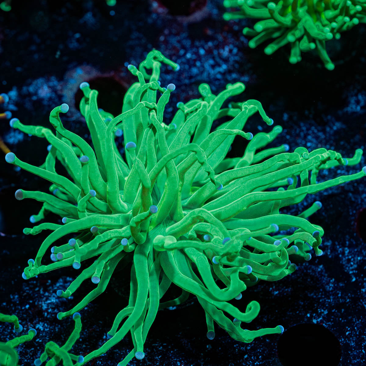 Blue Tipped Green Torch 