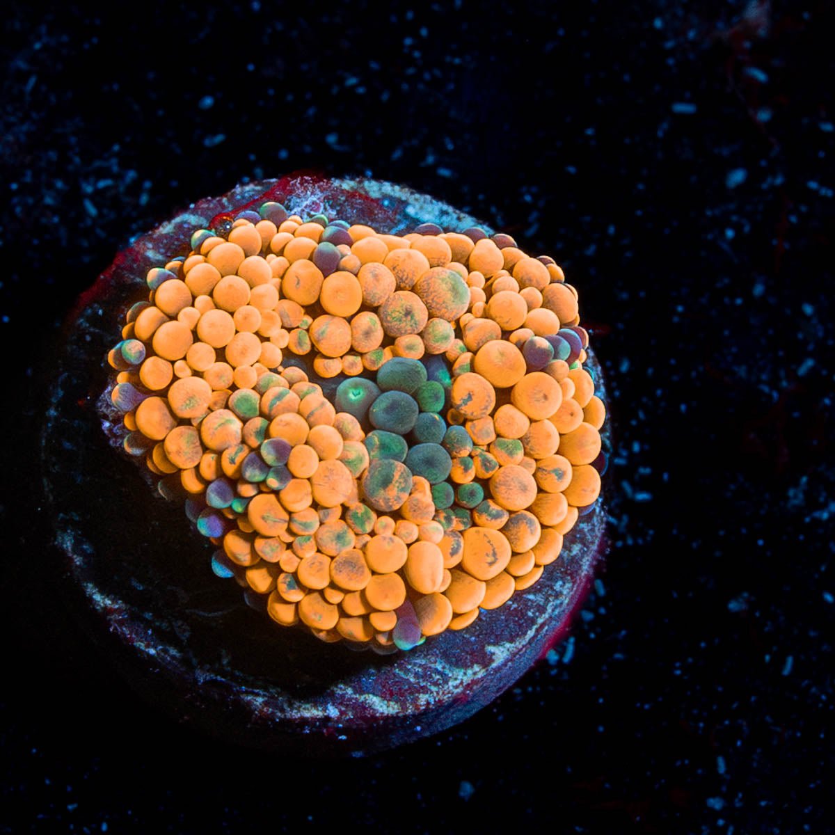 Orange Ricordia Mushroom - riptide aquaculture llc