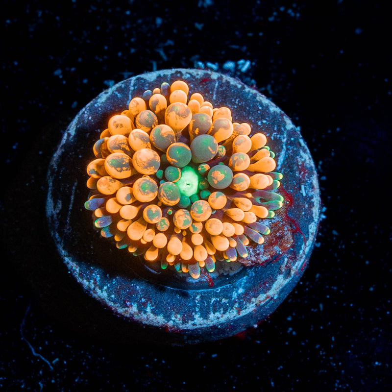 Orange Ricordia Mushroom