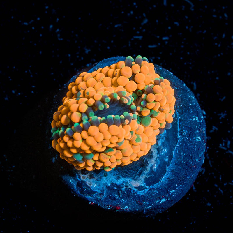 Orange Ricordia Mushroom