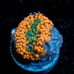 Orange Ricordia Mushroom - riptide aquaculture llc
