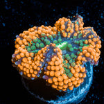 Orange Ricordia Mushroom 