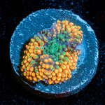 Orange Ricordia Mushroom 