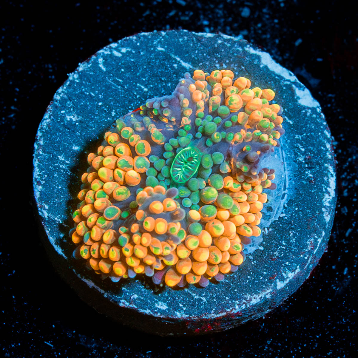 Orange Ricordia Mushroom 