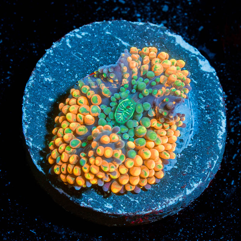 Orange Ricordia Mushroom