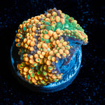 Orange Ricordia Mushroom 