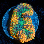 Orange Ricordia Mushroom - riptide aquaculture llc