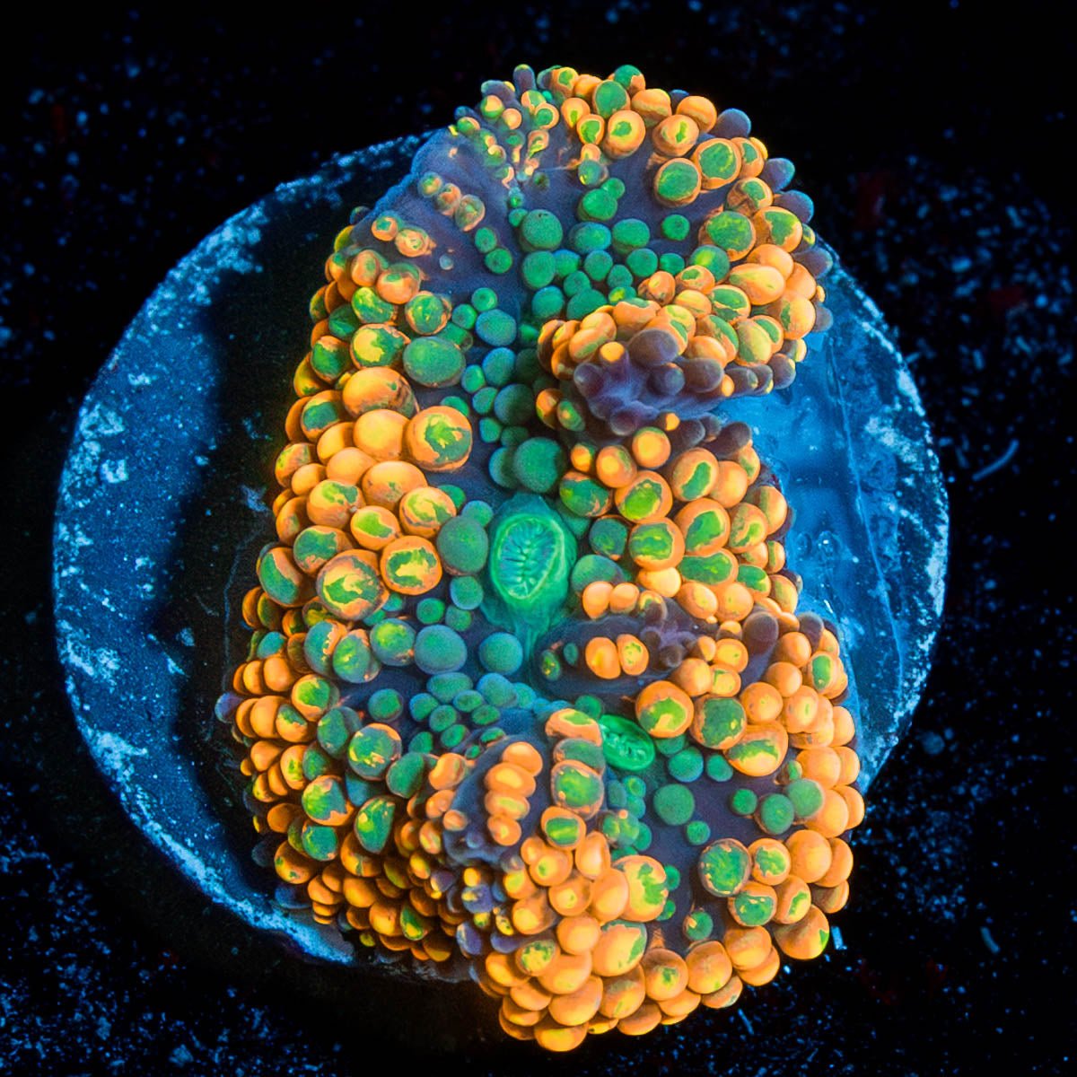 Orange Ricordia Mushroom - riptide aquaculture llc