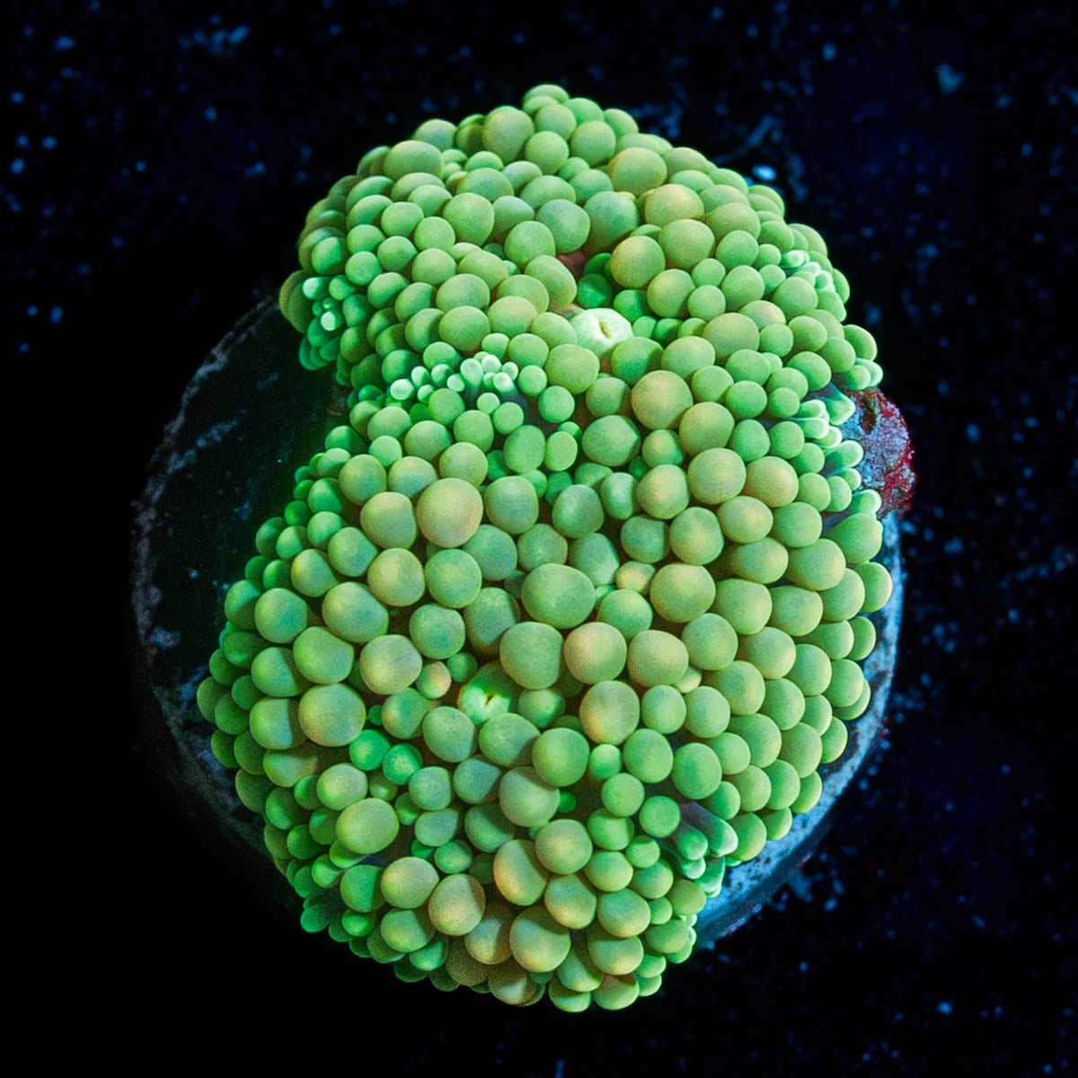 Ultra Ricordia Mushroom - riptide aquaculture llc