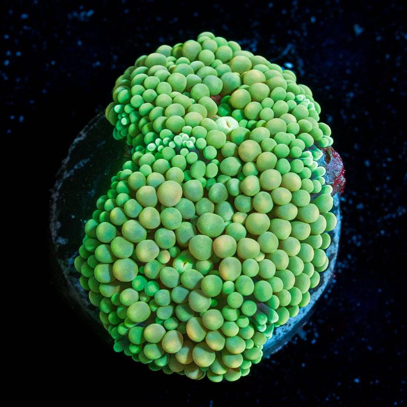 Ultra Ricordia Mushroom