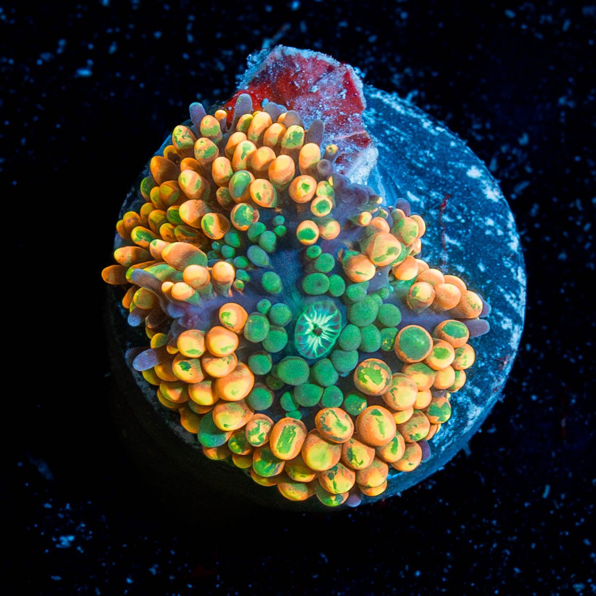 Orange Ricordia Mushroom - riptide aquaculture llc