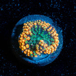 Orange Ricordia Mushroom - riptide aquaculture llc