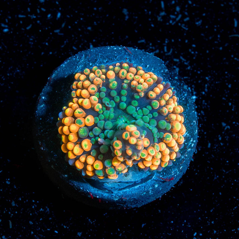 Orange Ricordia Mushroom