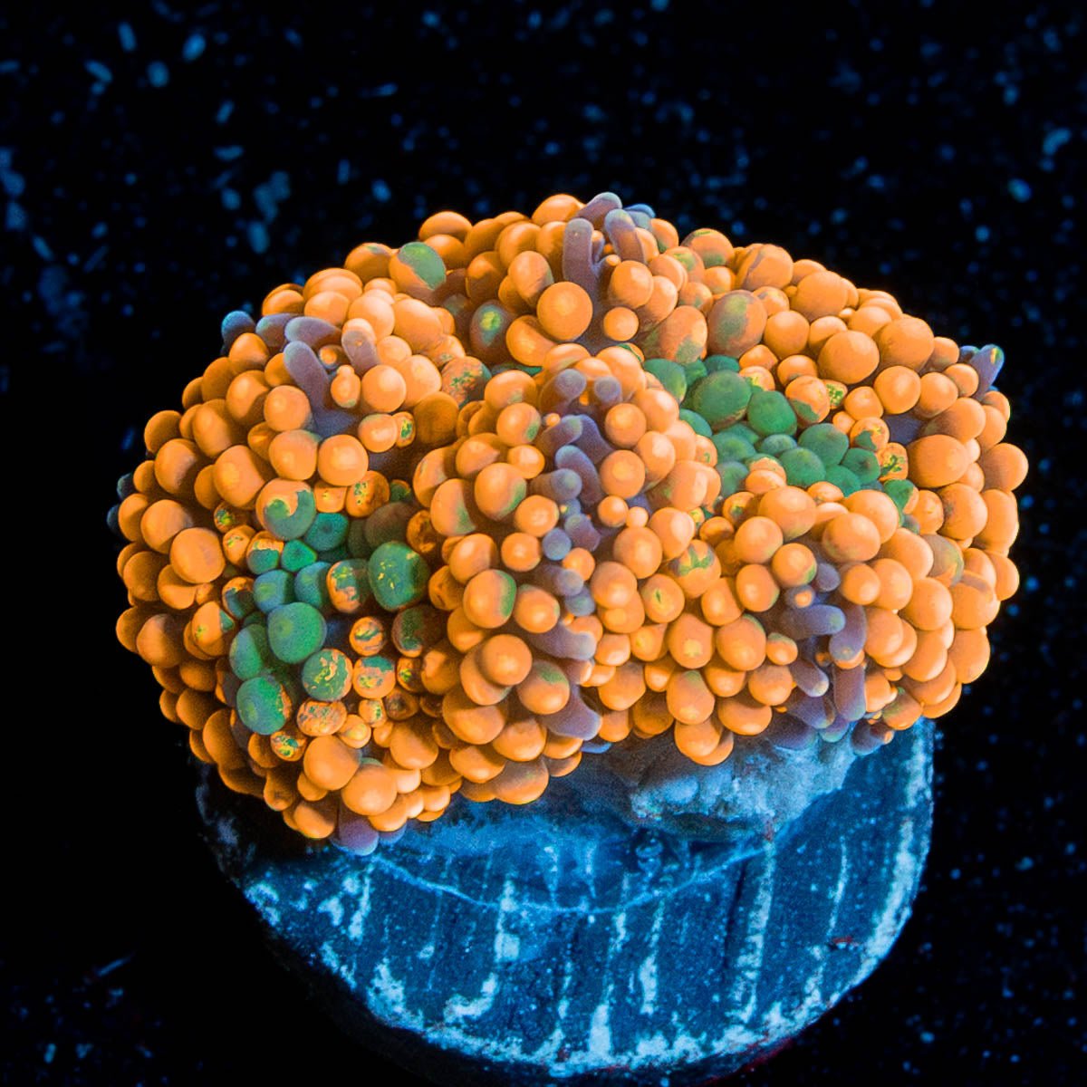 Orange Ricordia Mushroom - riptide aquaculture llc