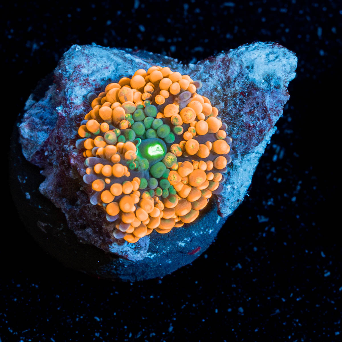 Orange Ricordia Mushroom 