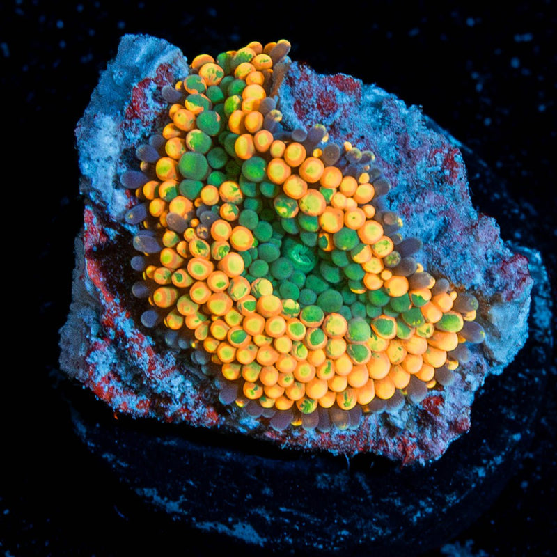 Orange Ricordia Mushroom