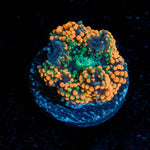 Orange Ricordia Mushroom - riptide aquaculture llc