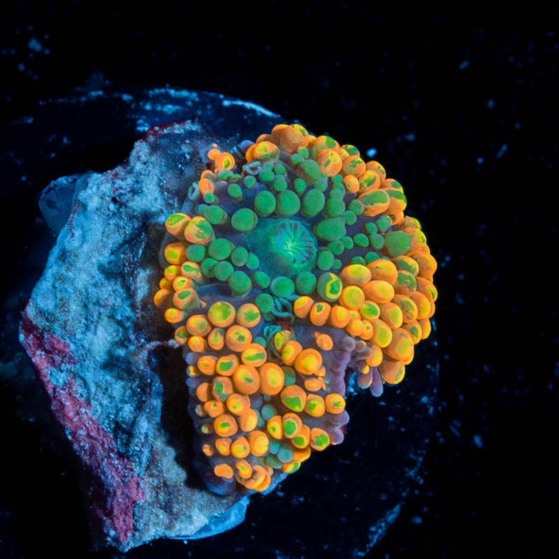 Orange Ricordia Mushroom