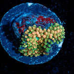 Ultra Ricordia Mushroom - riptide aquaculture llc