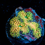 Ultra Ricordia Mushroom - riptide aquaculture llc