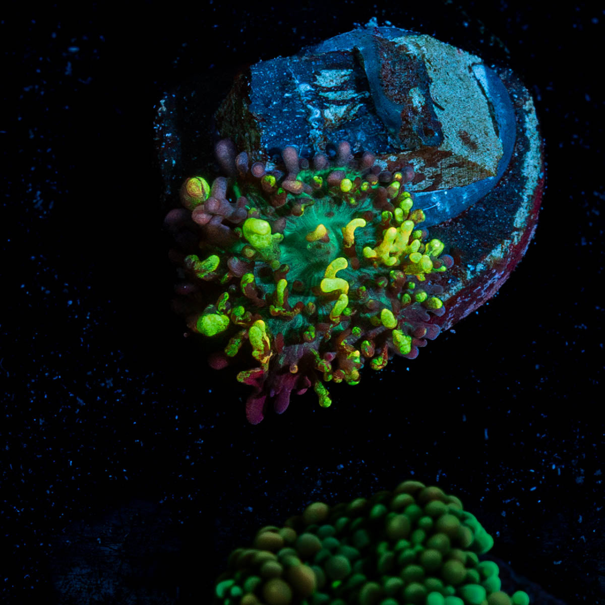 Ultra Ricordia Mushroom 