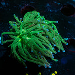 Blue Tipped Green Torch 