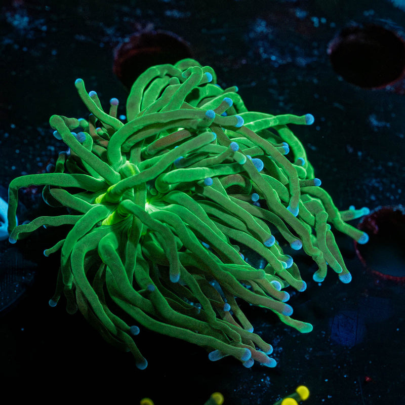 Blue Tipped Green Torch