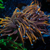 Gold Torch - riptide aquaculture llc