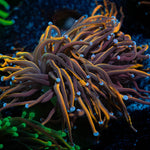 Gold Torch - riptide aquaculture llc
