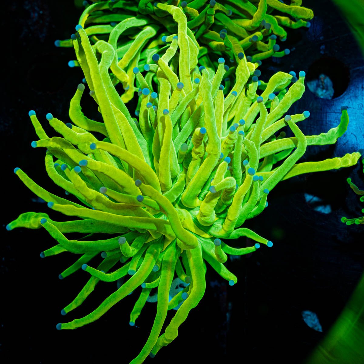 Holy Grail Torch - riptide aquaculture llc