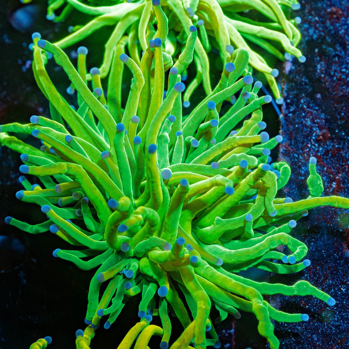 Holy Grail Torch - riptide aquaculture llc