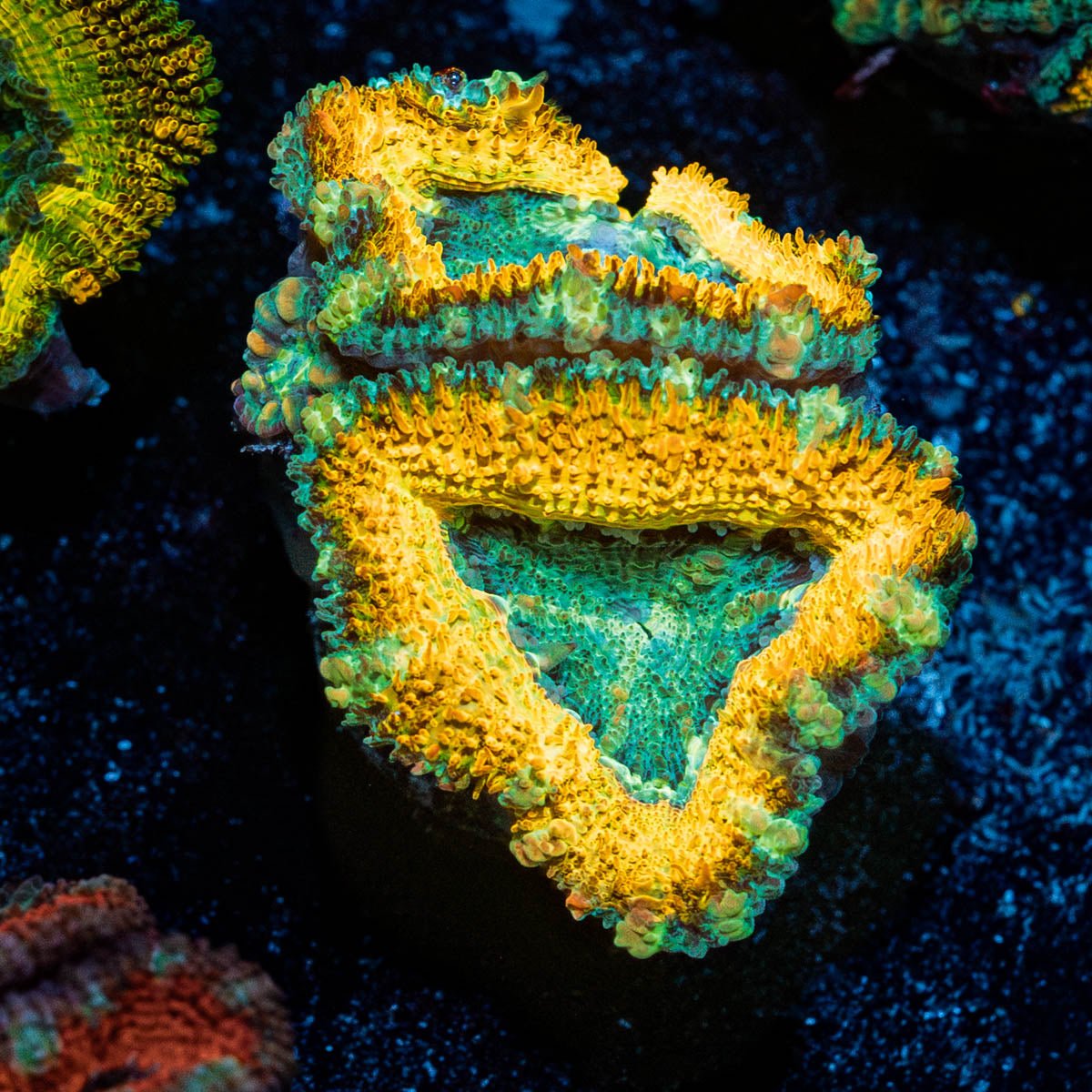 Thors Hammer Acan - riptide aquaculture llc