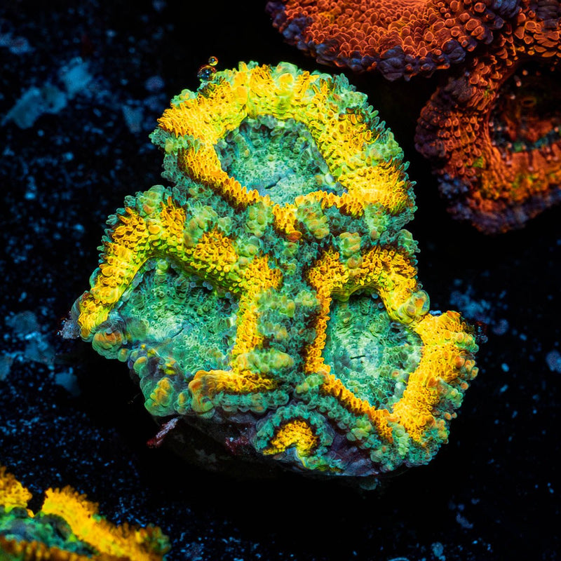 Pit Viper Acan