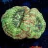 MoonLight Asian Acan 