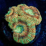 Sahara sunset Asian Acan - riptide aquaculture llc