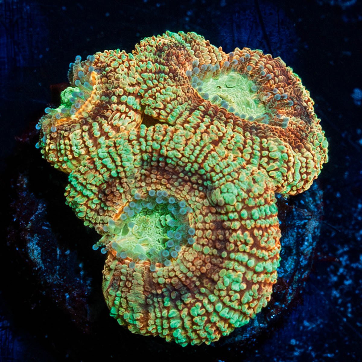 Sahara sunset Asian Acan - riptide aquaculture llc