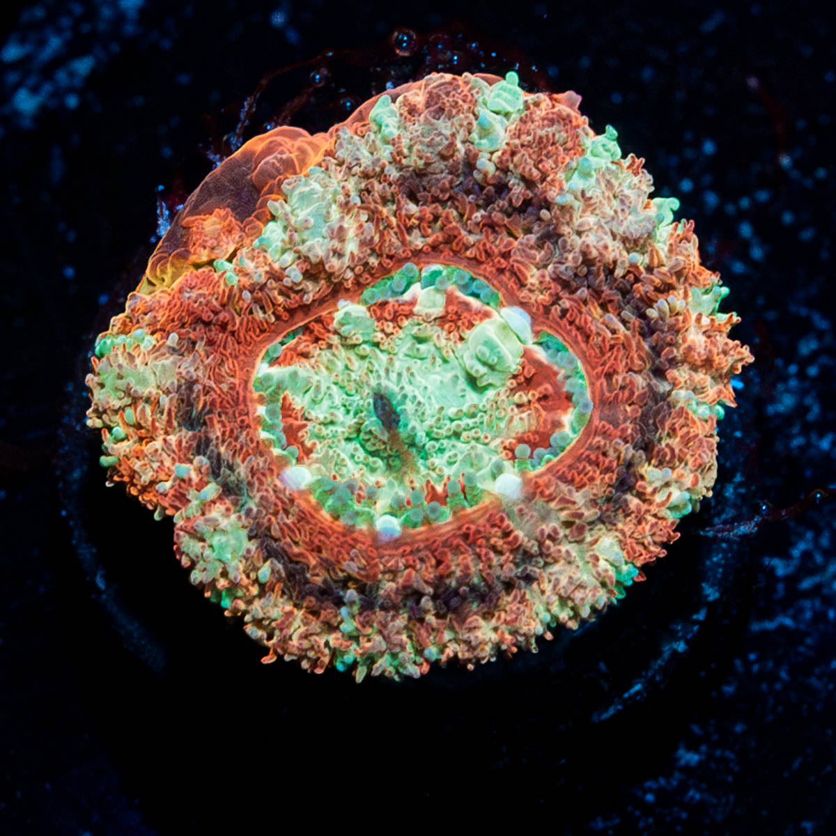 Red Panda Asian Acan