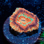 Red Panda Asian Acan