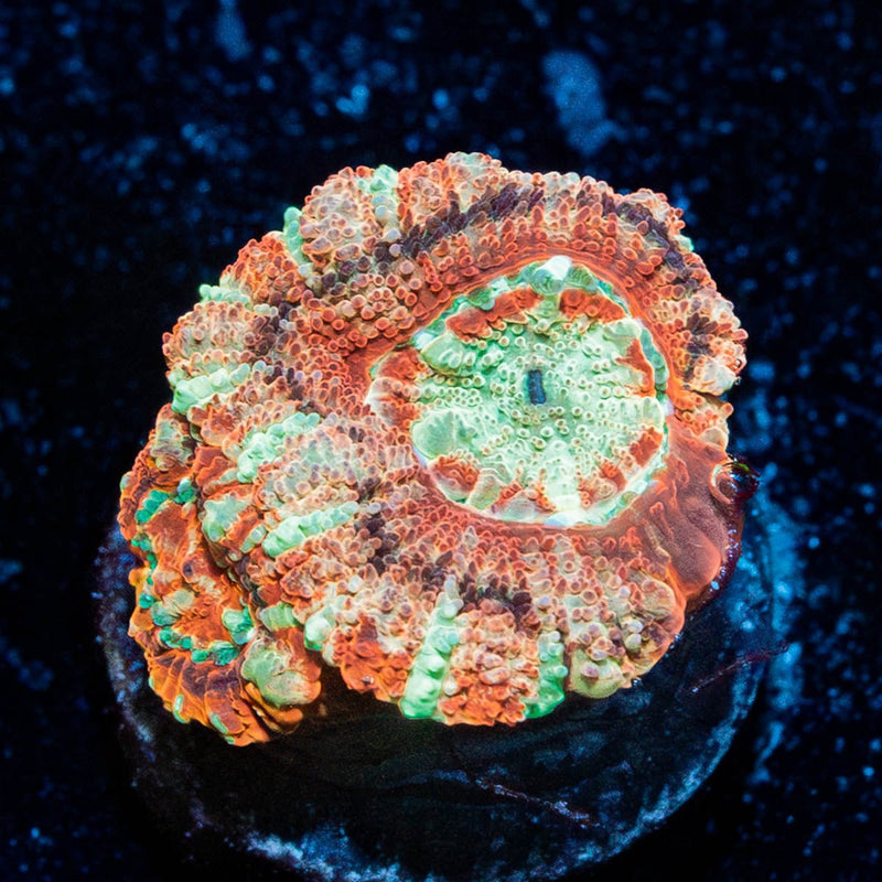 Red Panda Asian Acan