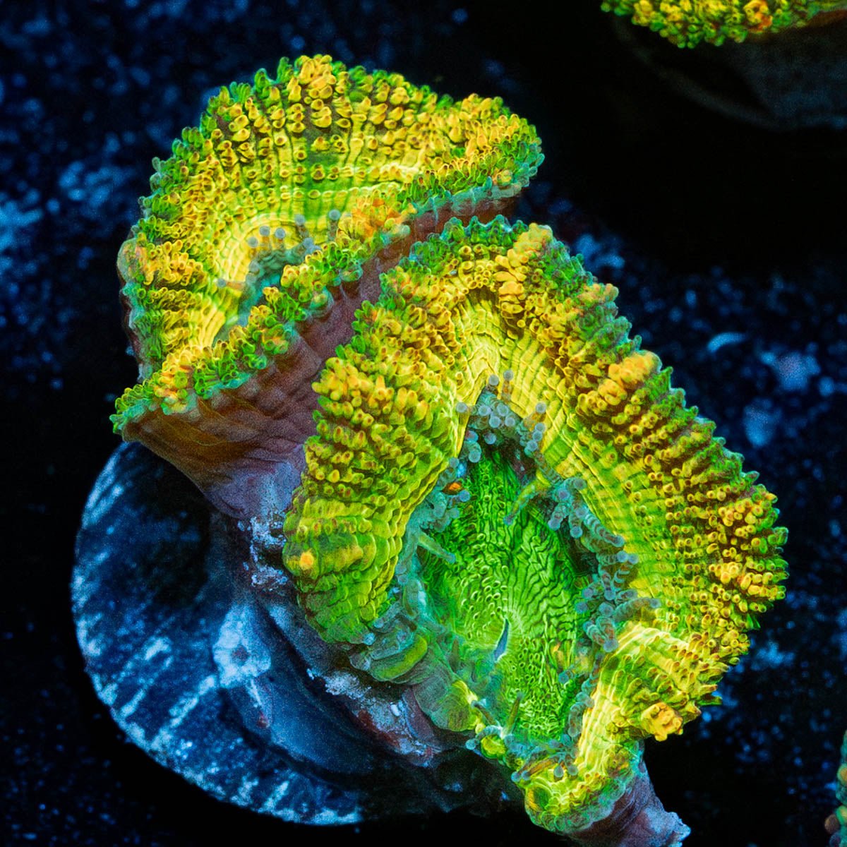 Thors Hammer Acan - riptide aquaculture llc