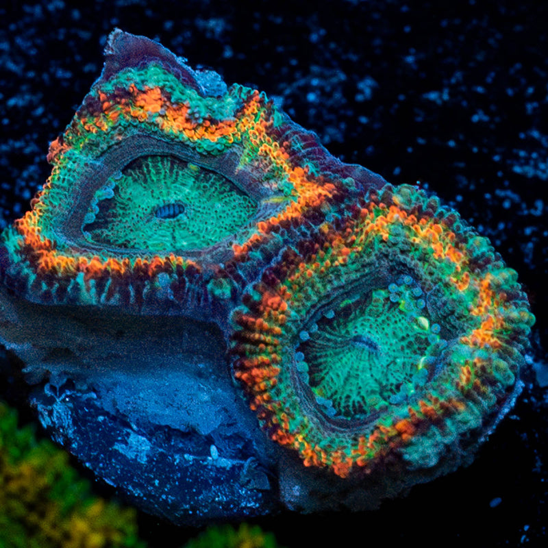 Jelly Rainbow Acan