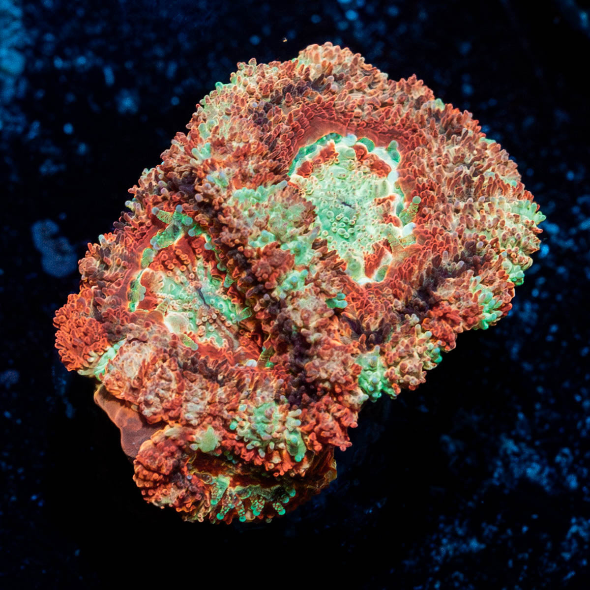Red Panda Asian Acan