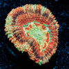 Red Panda Asian Acan