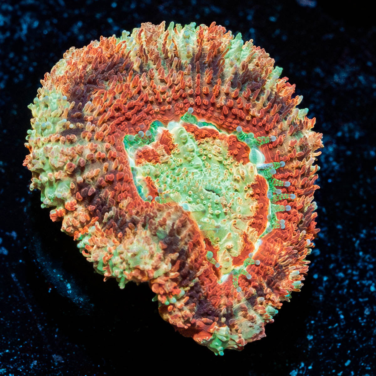 Red Panda Asian Acan