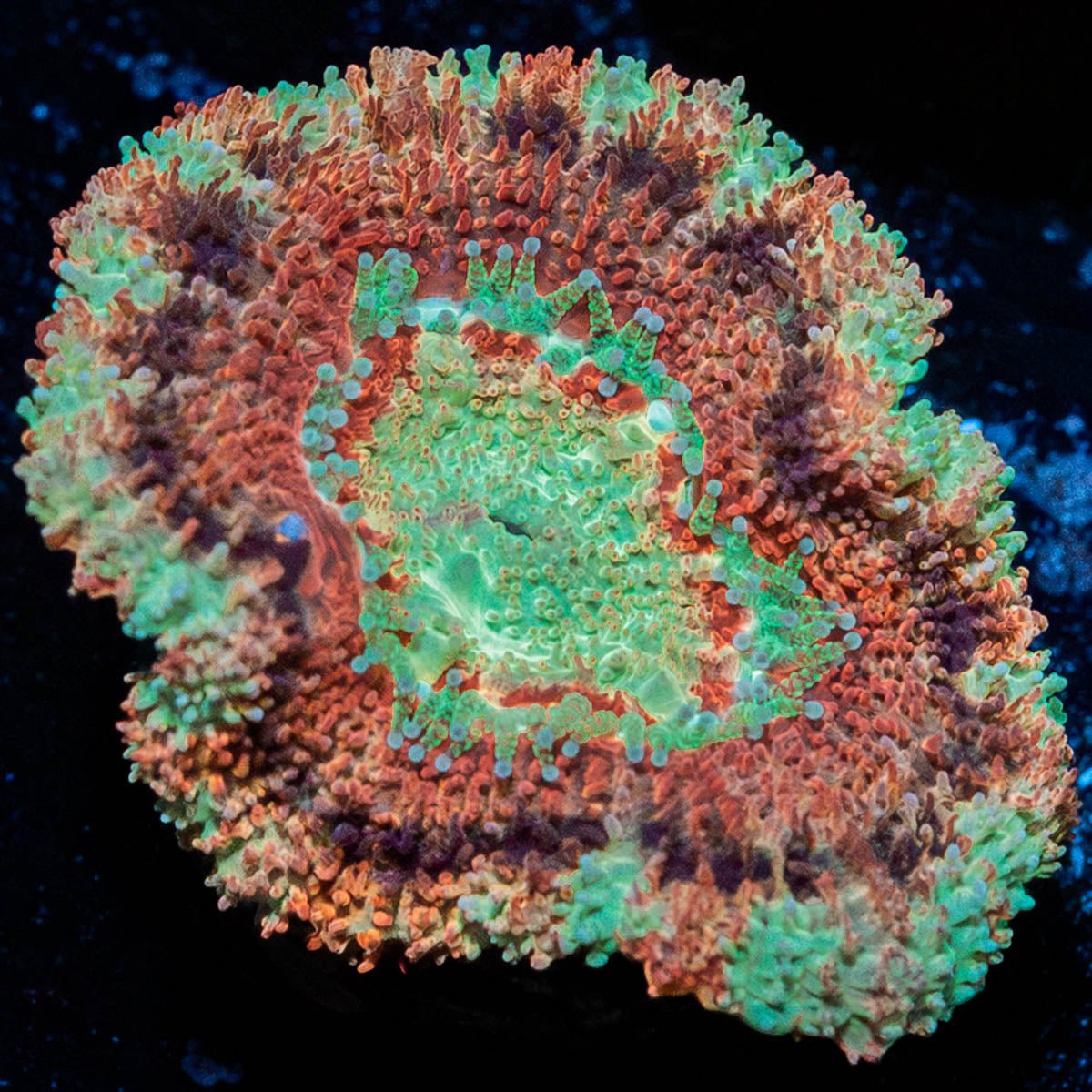 Red Panda Asian Acan - riptide aquaculture llc