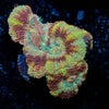 Cyclops Asian Acan