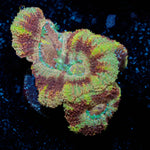 Cyclops Asian Acan